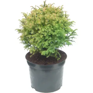 Cryptomeria japonica 'Tilford Gold' 3L