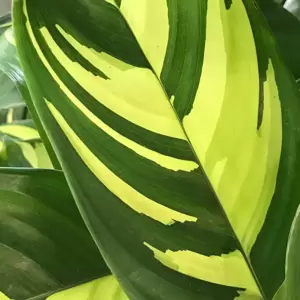 Ctenanthe 'Golden Mosaic'