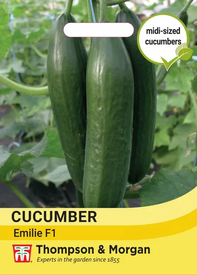 Cucumber Emilie F1 - image 1