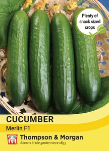 Cucumber Merlin F1 - image 1