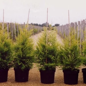 Cupressocyparis leylandii 'Excalibur Gold' 3L