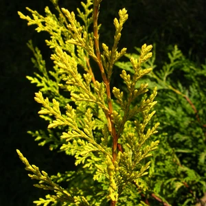 Cupressocyparis leylandii 'Castlewellan Gold' - image 1