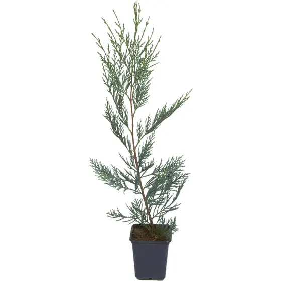 Cupressocyparis leylandii 10L