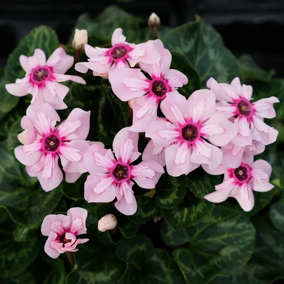 Cyclamen persicum 'Illusia' 13cm - image 3