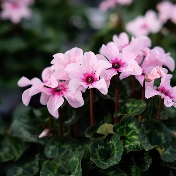 Cyclamen persicum 'Illusia' 13cm - image 1