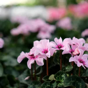 Cyclamen persicum 'Illusia' 10.5cm - image 2