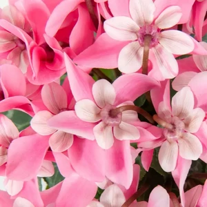 Cyclamen mini Super Series 'Djix' - Pink