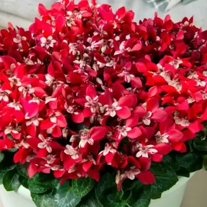 Cyclamen mini Super Series 'Djix' - Red