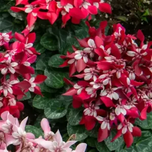 Cyclamen mini Super Series 'Djix' - Wine Red