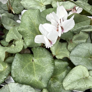 Cyclamen 'Silver Leaf White'