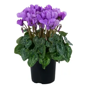 Cyclamen Super Series 'Dragon Deep Blue'
