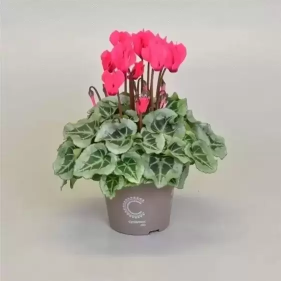 Cyclamen Super Series 'Picasso Pink'