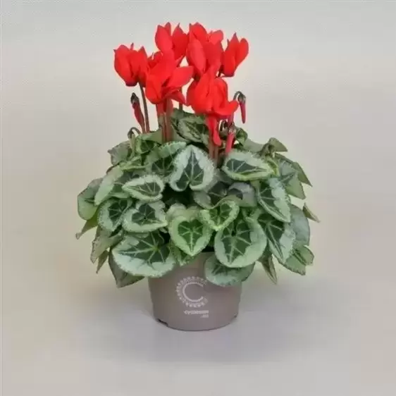 Cyclamen Super Series 'Picasso Red'