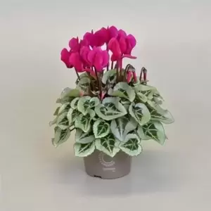 Cyclamen Super Series 'Picasso Violet'