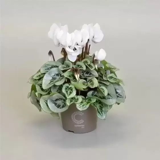 Cyclamen Super Series 'Picasso White'