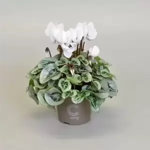 Cyclamen Super Series 'Picasso White'