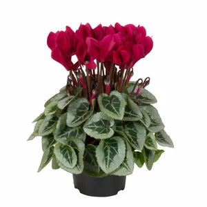 Cyclamen Super Series 'Picasso Wine Red'