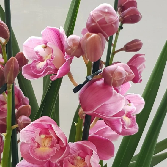 Cymbidium 'Abbigail' 2 stem 14cm - image 2