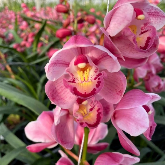 Cymbidium 'Abbigail' 2 stem 14cm - image 1