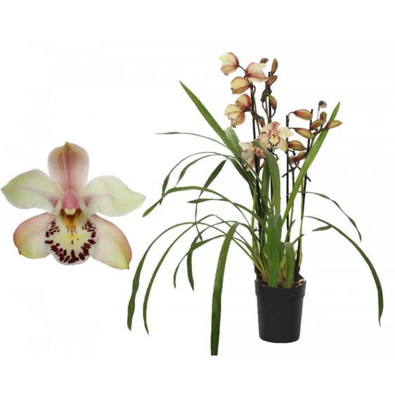 Cymbidium 'Little Stef'