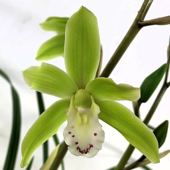 Cymbidium 'Wild Green' - image 1