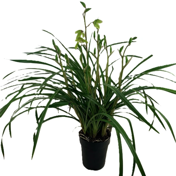 Cymbidium 'Wild Green' - image 2