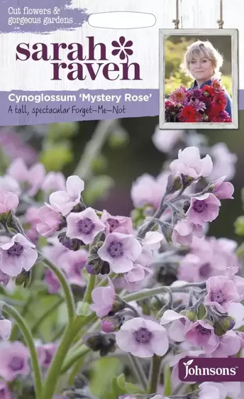 Cynoglossum Mystery Rose - image 1