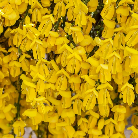 Cytisus scoparius 'Golden Sunlight' 4L