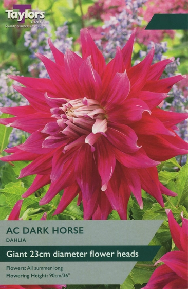 Dahlia AC Dark Horse