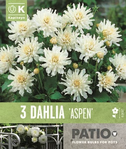 Dahlia Aspen