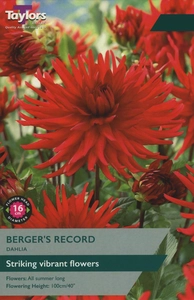 Dahlia Berger's Record