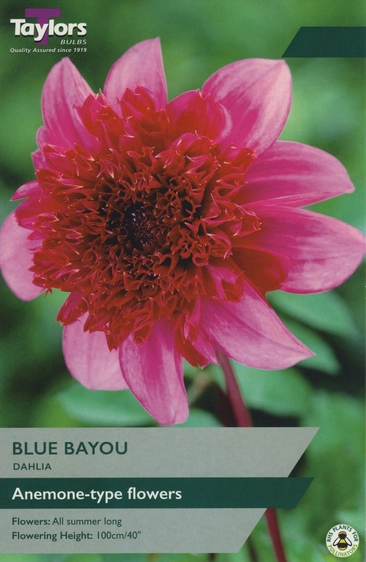 Dahlia Blue Bayou