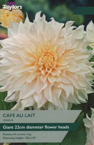 Dahlia Cafe au Lait