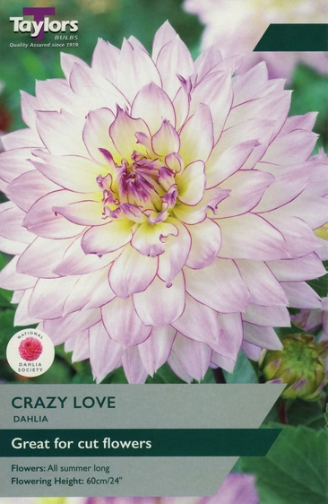 Dahlia Crazy Love