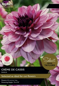 Dahlia Creme De Cassis