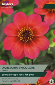 Dahlia Dahlegria Tricolore