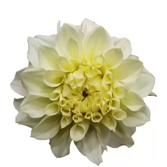 Dahlia Dahlinova 'Hypnotica White' 2L - Cowell's Garden Centre ...