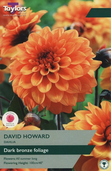 Dahlia David Howard