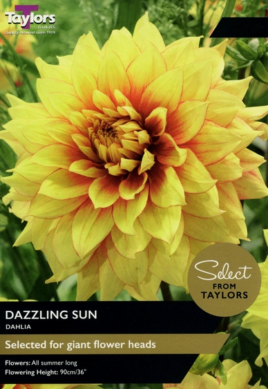 Dahlia Dazzling Sun