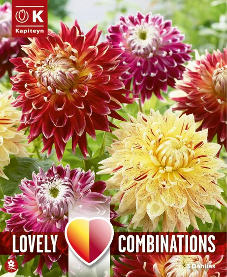 Dahlia Decorative Mix