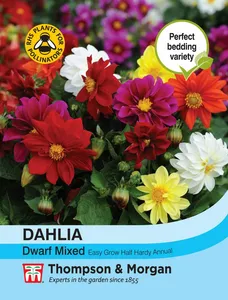 Dahlia Dwarf Mixed - image 1