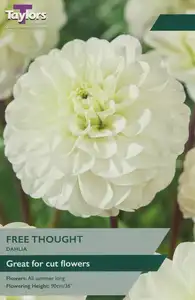 Dahlia Free Thought