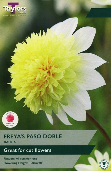 Dahlia Freyas Paso Doble