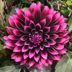 Dahlia Gardenetta ‘Velvet Crush’
