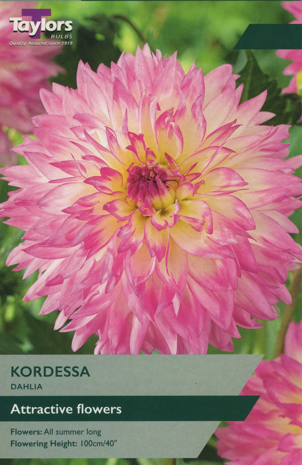 Dahlia Kordessa - Cowell’s Garden Centre | Woolsington