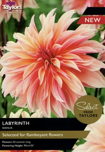 Dahlia Labyrinth