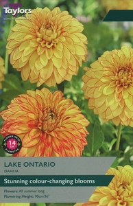 Dahlia Lake Ontario