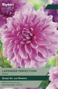 Dahlia Lavender Perfection