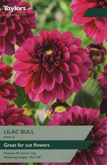 Dahlia Lilac Bull