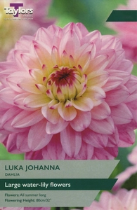 Dahlia Lucca Johanna